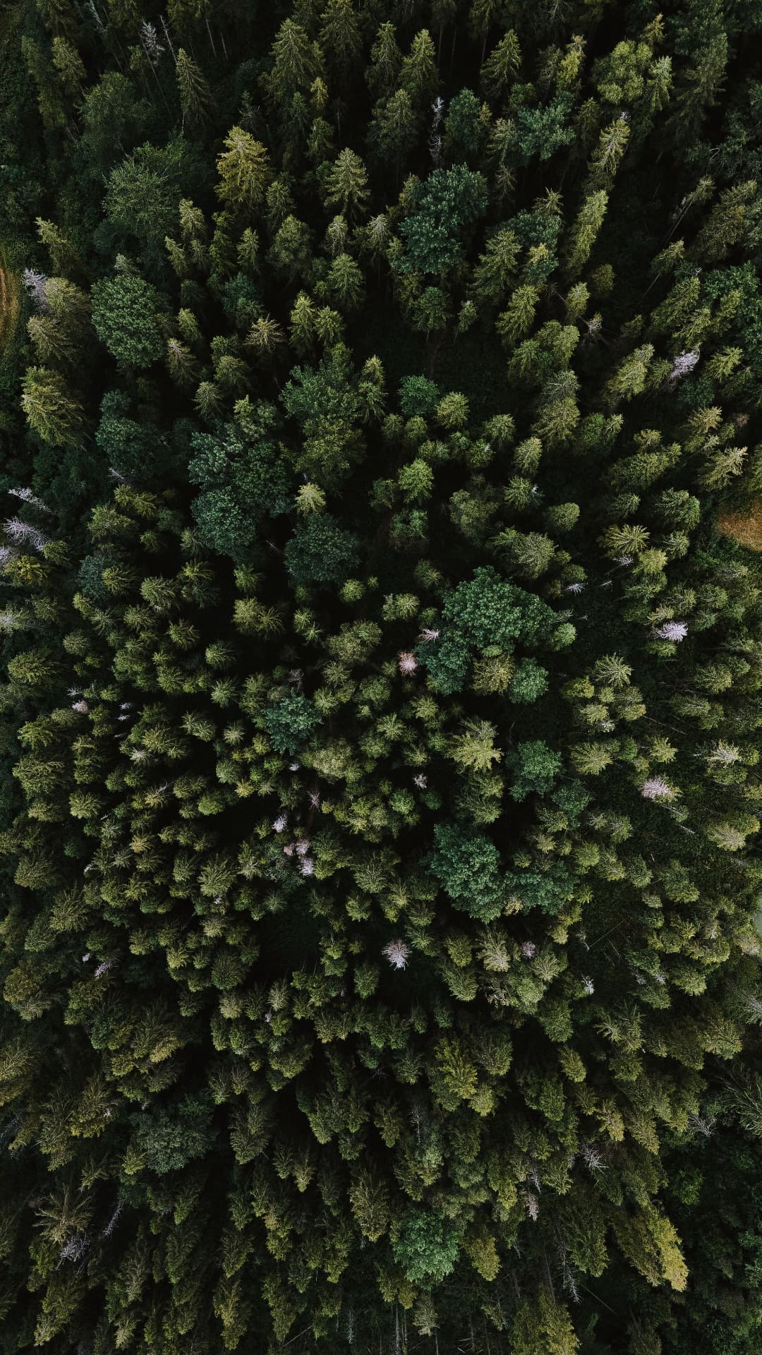 Vista aérea de uma floresta densa